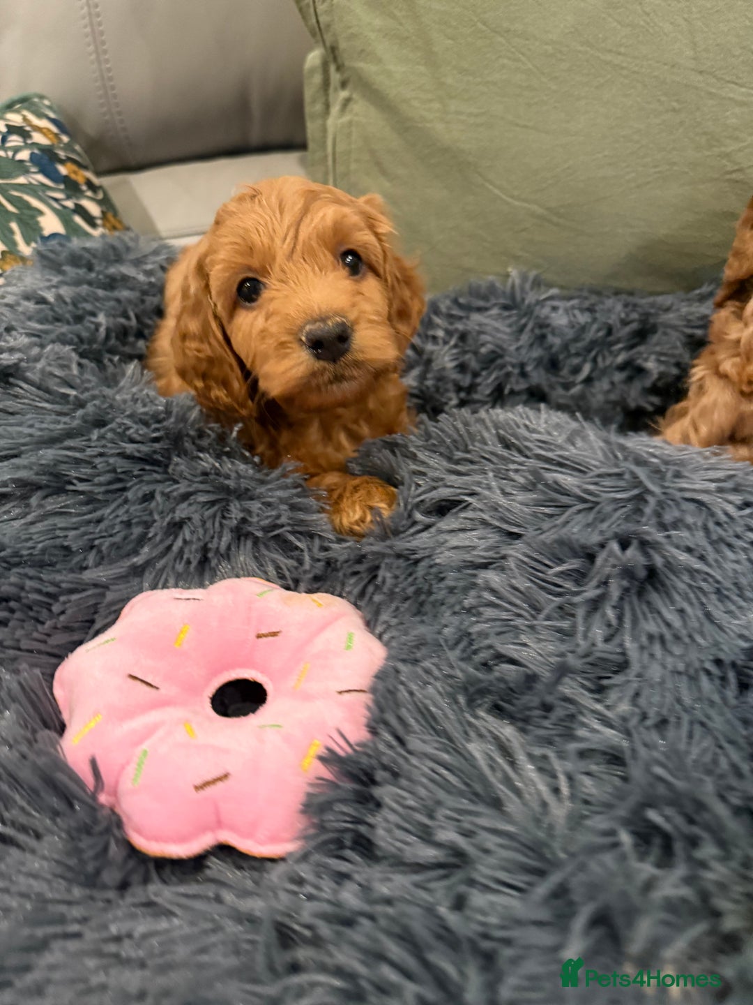 Cockapoo dogs for sale: MINI F1b COCKAPOO Puppies - Advert 7