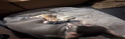 French Bulldog dogs for sale: ❤️3 beautiful french bulldog puppies❤️ - Advert 8