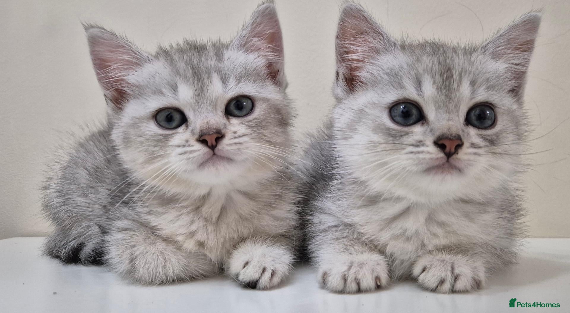 Mixed Breed cats Beautiful Female Persian Cross Kittens - Advert 2