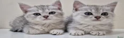 Mixed Breed cats for sale: Beautiful Female Persian Cross Kittens - Advert 1