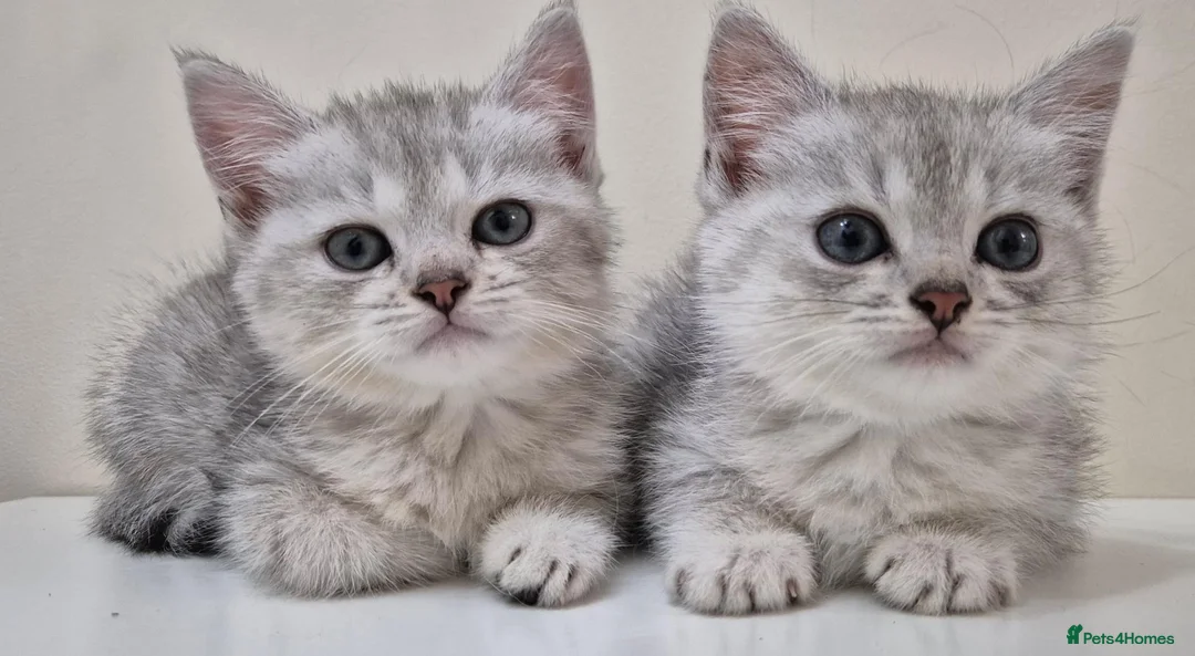 Mixed Breed cats for sale: Beautiful Female Persian Cross Kittens - Advert 1