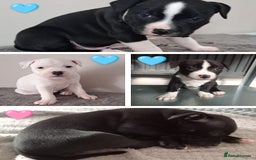Staffordshire Bull Terrier dogs for sale: ‼️ReadyForCollection‼️Blue Staffie Puppies  in Tipton - Image 2