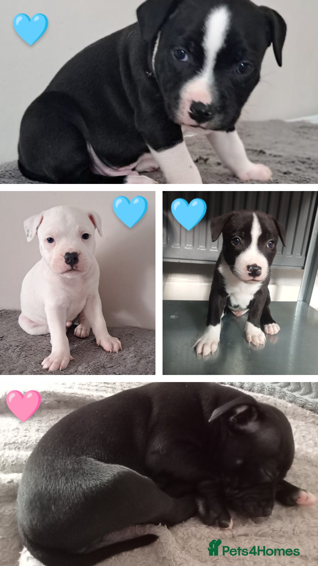 Staffordshire Bull Terrier dogs for sale: ‼️ReadyForCollection‼️Blue Staffie Puppies  in Tipton - Image 2