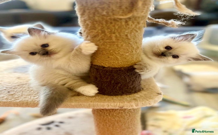Ragdoll cats - Advert 6