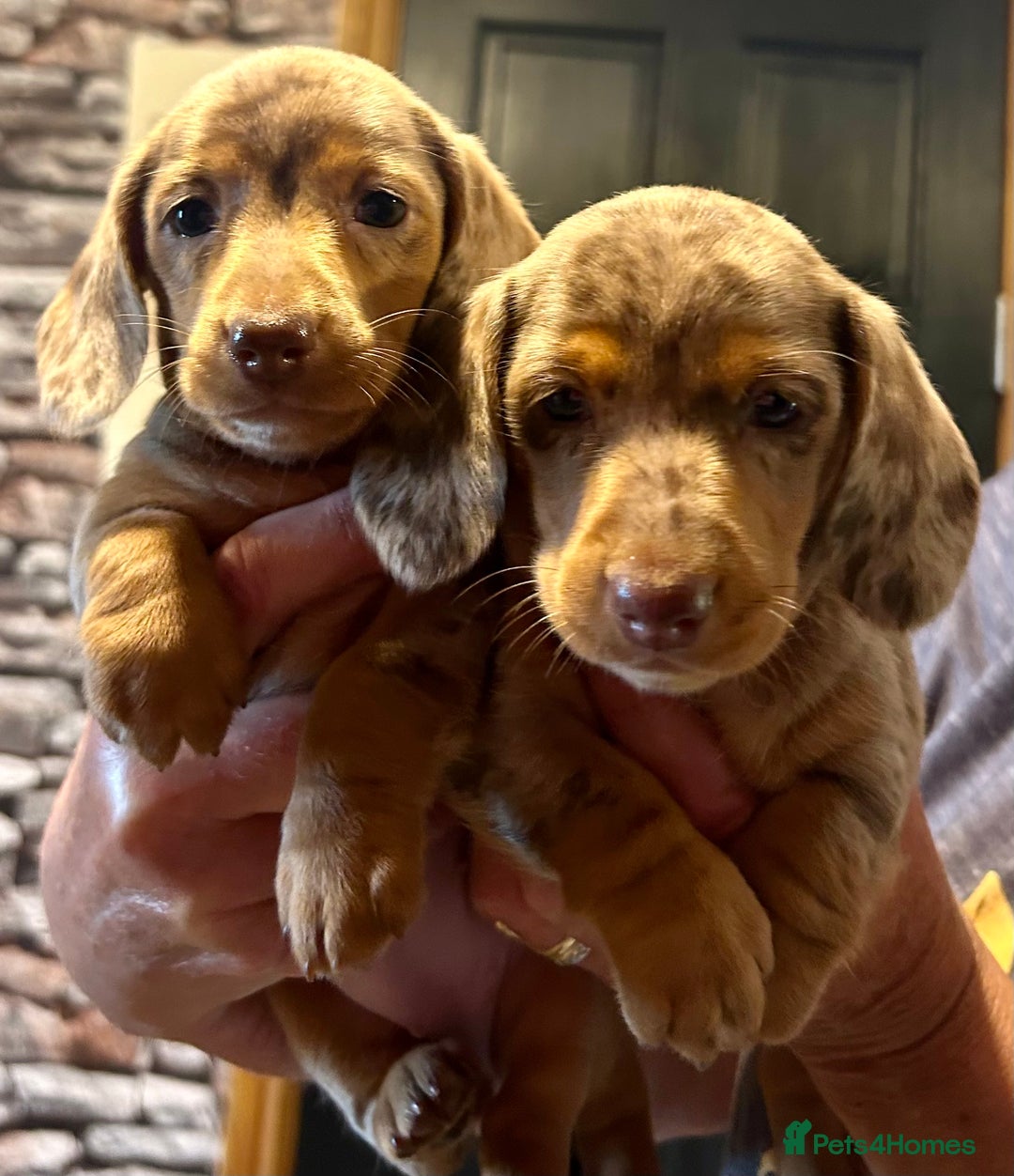 Miniature Dachshund dogs for sale: Stunning Miniature Smooth Dachshunds - Image 5
