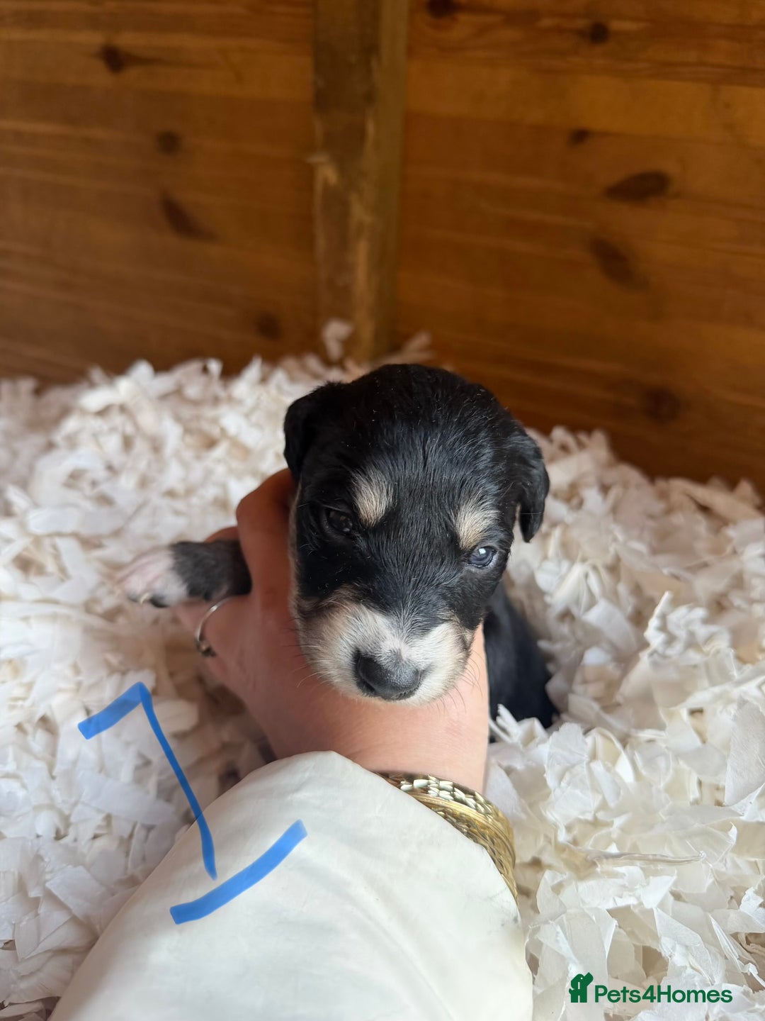 Mixed Breed dogs for sale: Collie x Saluki Greyhound  - Advert 2