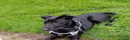 Mixed Breed dogs for adoption: 6 month old Mallinois cross puppy. - Advert 4