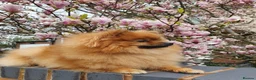Pomeranian dogs for sale: pomeranian tedy - Advert 15