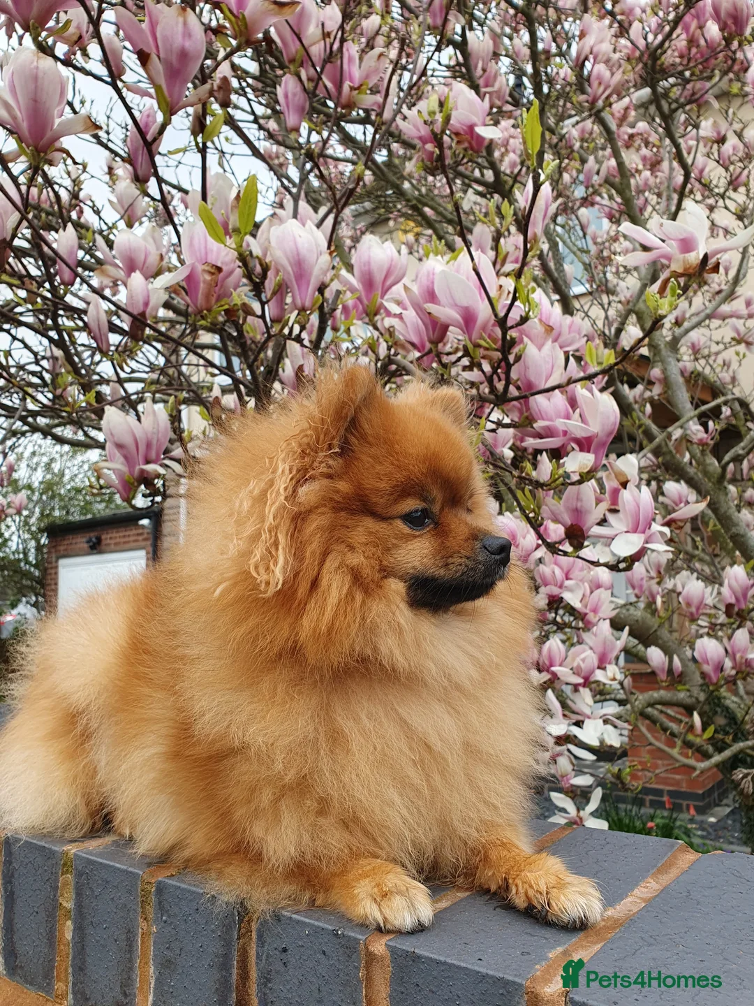 Pomeranian dogs for sale: pomeranian tedy - Advert 15