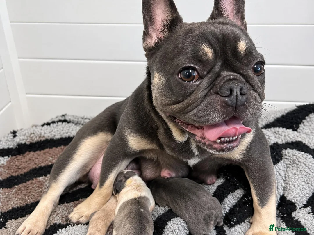 French Bulldog dogs for sale: Stunning litter of 1 boy & 3 girls Frenchies pups in Plymouth - Advert 2
