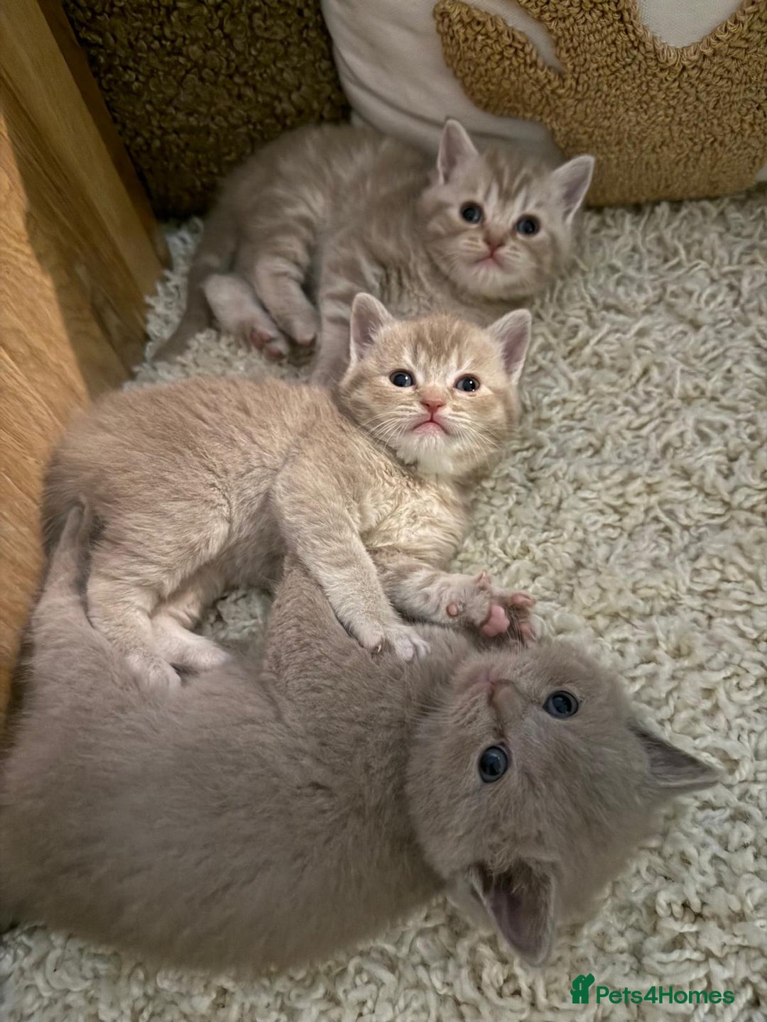 British Shorthair cats for sale: Beautiful British Shorthair kittens 3 Boys 2 Girls - Advert 20