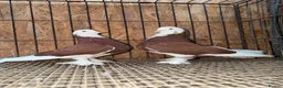 Pigeons birds for sale: FANCY WEST OF ENGLAND TUMBLERS - Advert 1