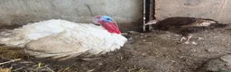 Turkeys poultry for sale: 2 x Pairs of 1 Year Old Turkeys  - Advert 2