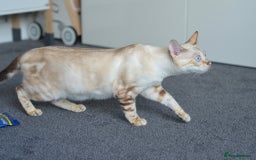 Bengal cats for stud: ***WANTED STUD***F1 Bengal stud needed - Image 5