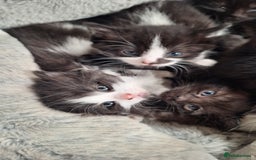 Mixed Breed cats for sale: STUNNING KITTENS  - Image 9
