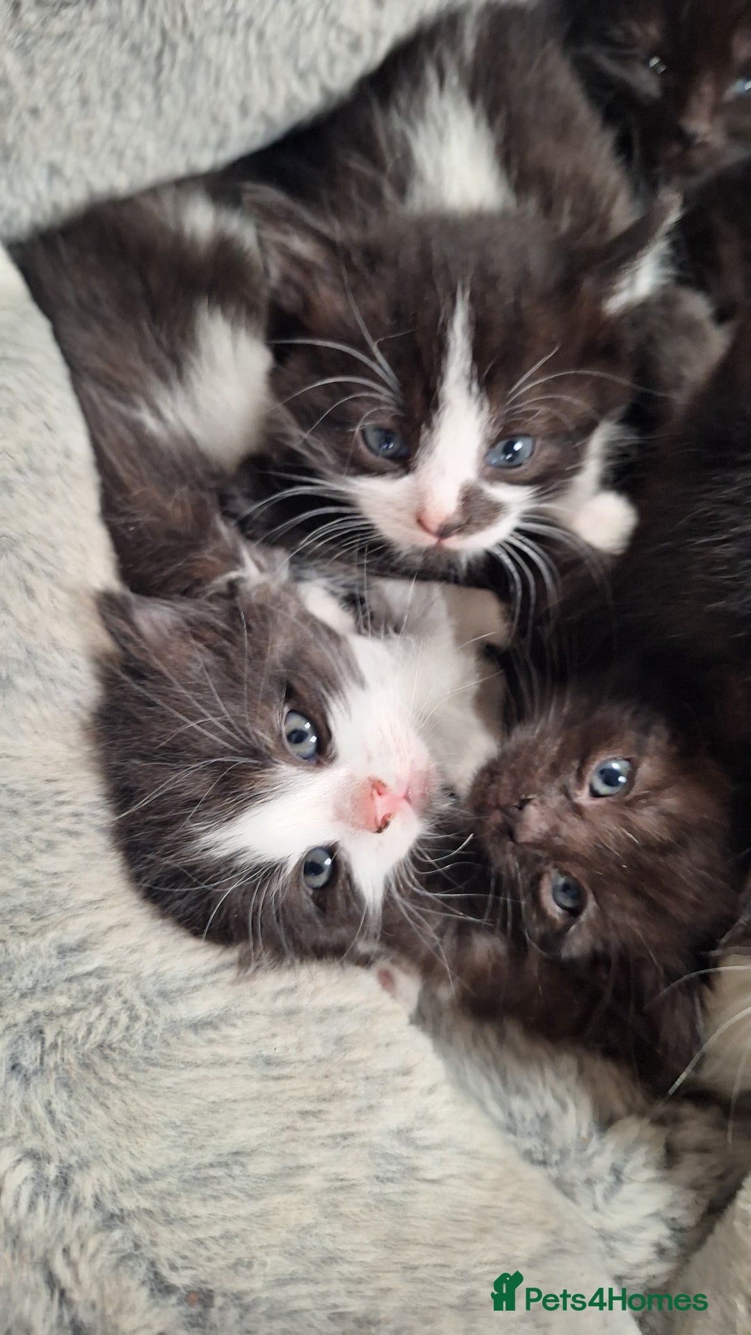 Mixed Breed cats for sale: STUNNING KITTENS  - Image 9