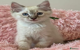 Ragdoll cats for sale: 2 LYNX RAGDOLLS NOW REDUCED - Image 4