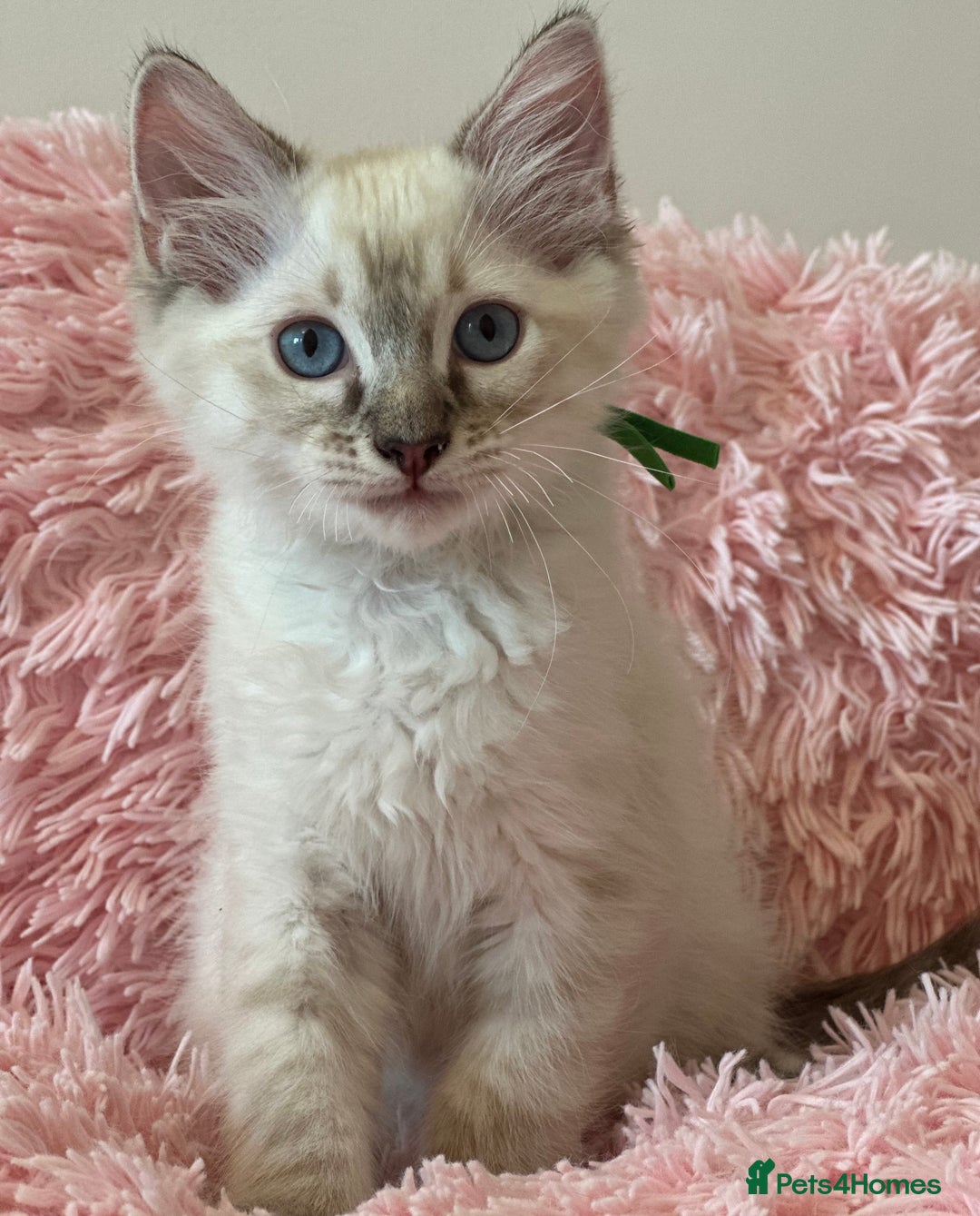 Ragdoll cats for sale: 2 LYNX RAGDOLLS NOW REDUCED - Image 4