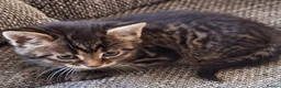 Mixed Breed cats for sale: Beautiful 😻 kittens ready for a new family  - Advert 9