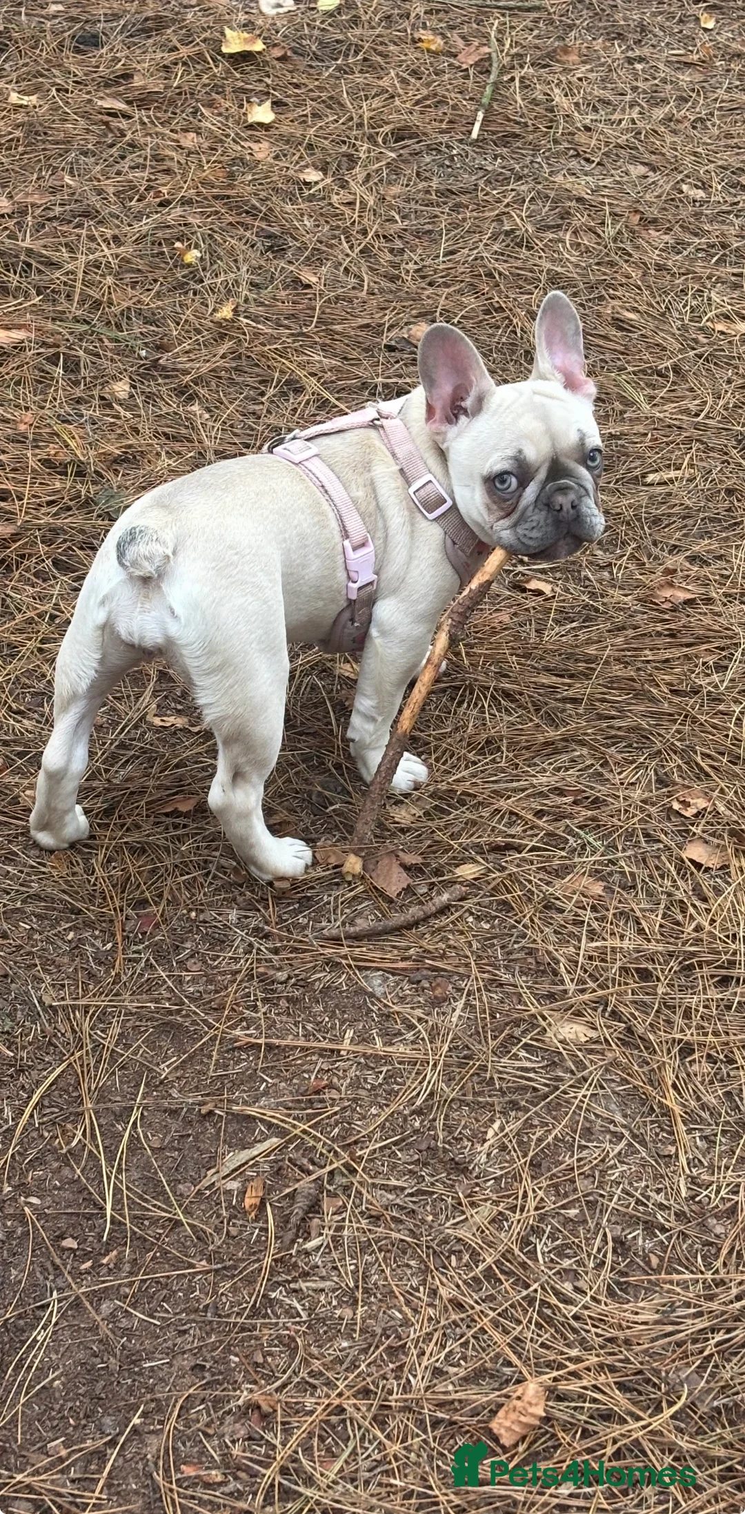 French Bulldog dogs for sale: Dolly french bull dog - Advert 3