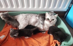 Munchkin cats for sale: Munchkin x Devon rex  - Image 15