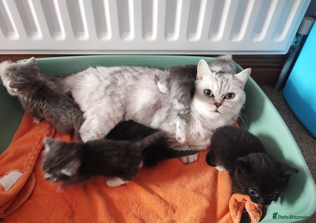 Munchkin cats for sale: Munchkin x Devon rex  - Image 15