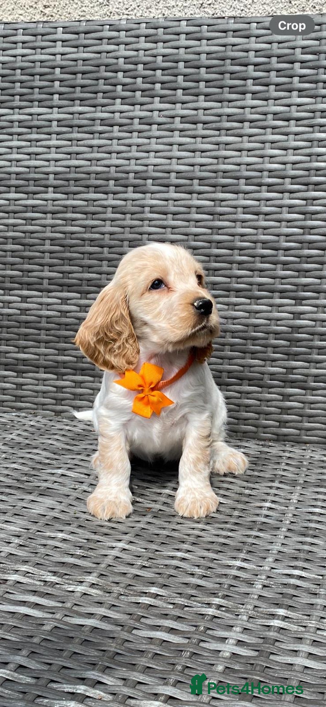 Cocker Spaniel dogs for sale: KC Registered Show Type Cocker Spaniel Pups - Image 4