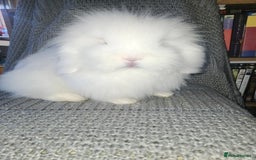 Mini Lion Lop rabbits for sale: Mini Lion lop, rew and blue point - Image 4