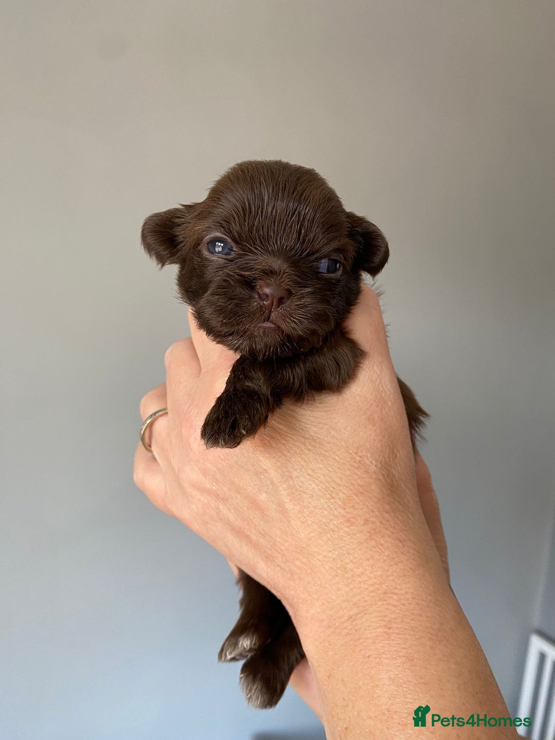 Shih Tzu dogs for sale: 5 Beautiful Shih Tzu for sale - Image 3