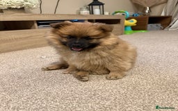 German Spitz dogs for sale: German spitz - Image 3
