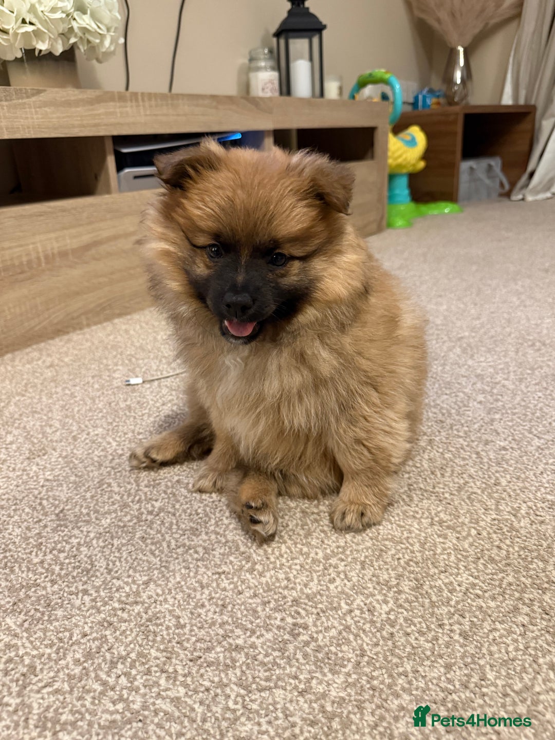 German Spitz dogs for sale: German spitz - Image 3