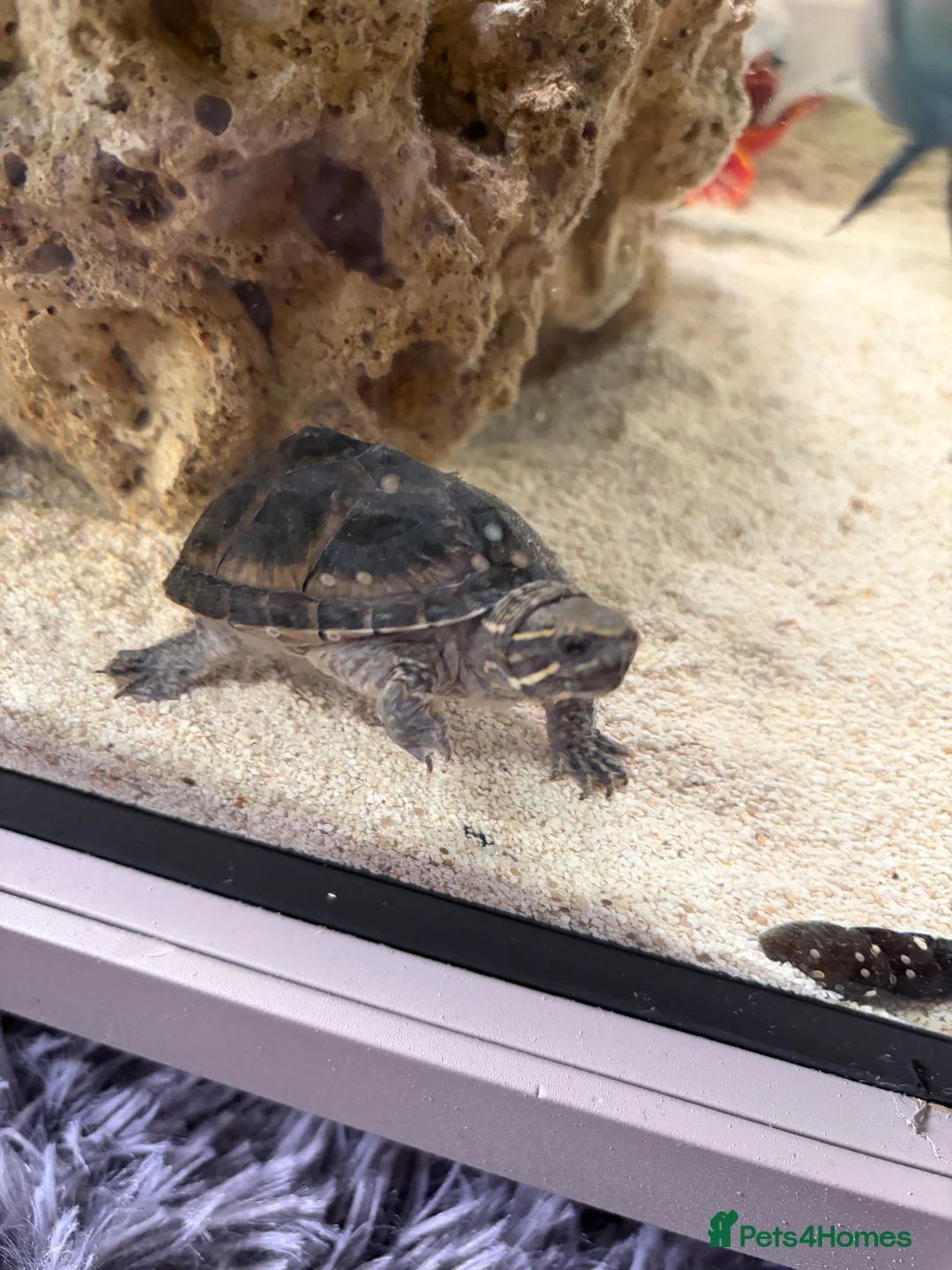Turtle reptiles for sale: Pair of Musk Turtles in Mansfield - Advert 2