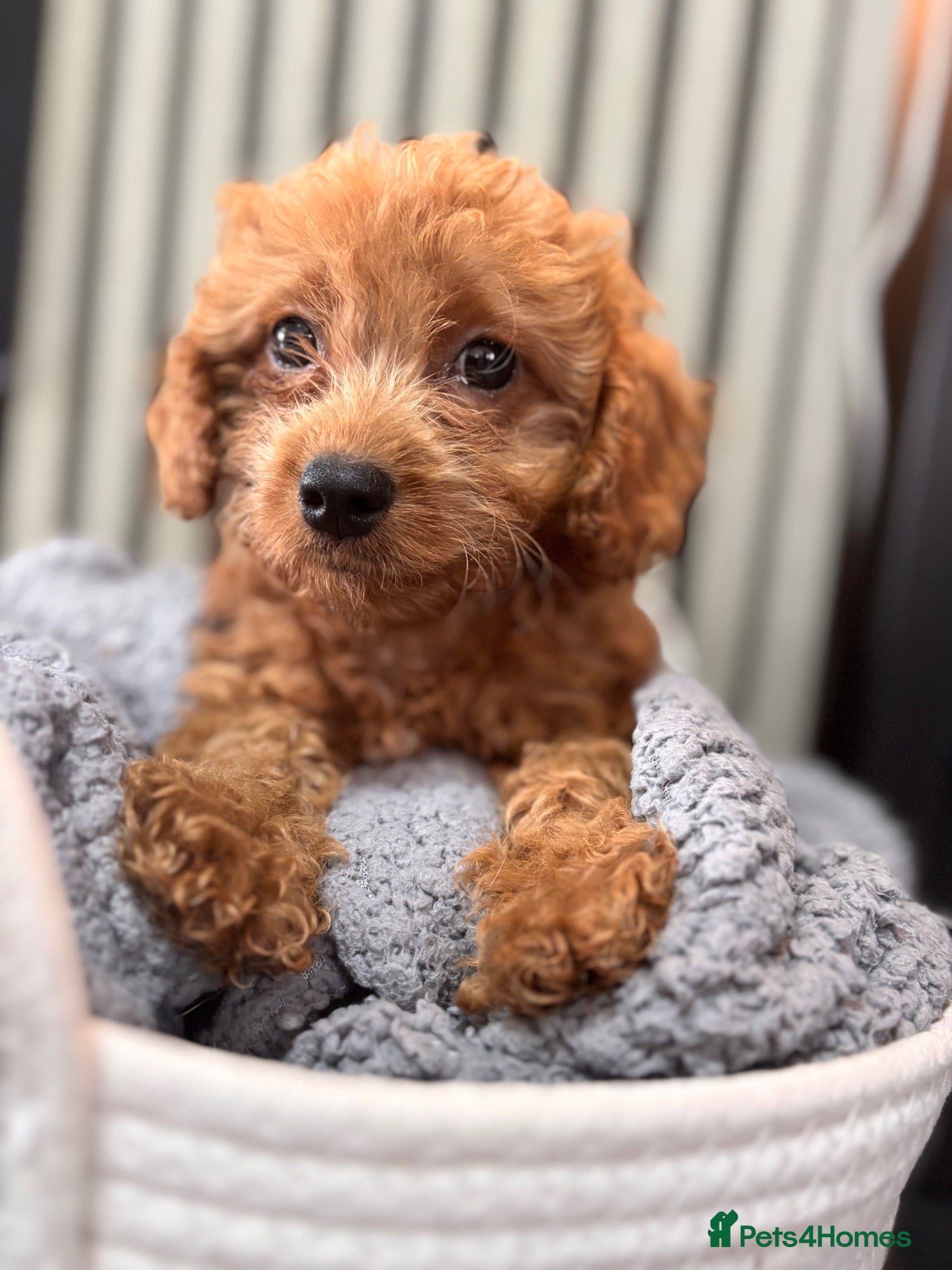 Cavapoo dogs Ruby cavapoo puppies - Advert 1