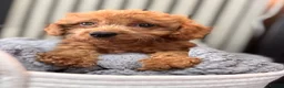 Cavapoo dogs for sale: Ruby cavapoo puppies - Advert 1