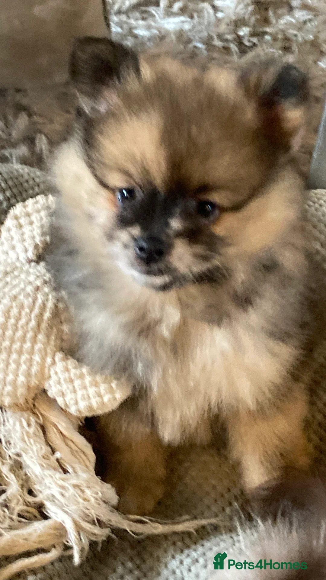 Pomeranian dogs for sale: Stunning litter of 6 Pomeranian Pups - Advert 24