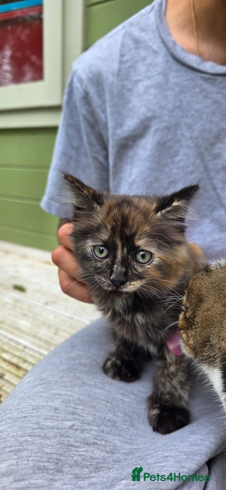 Mixed Breed cats Beautiful Fluffy Tortoiseshell Female Kitten - Advert 2