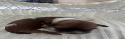 Malshi dogs for sale: 4 beautiful malshi girls for sale - Advert 20