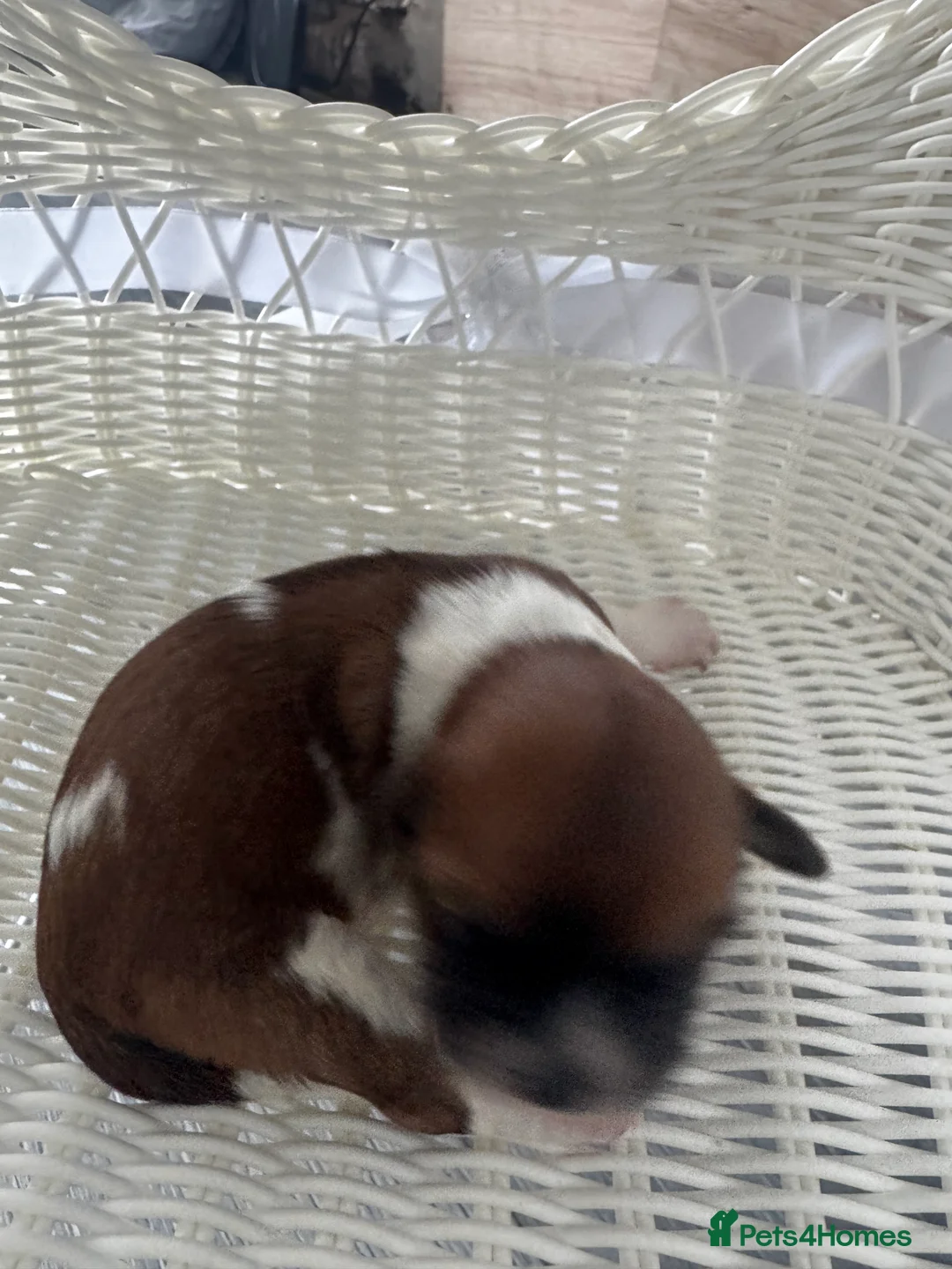 Malshi dogs for sale: 4 beautiful malshi girls for sale - Advert 20