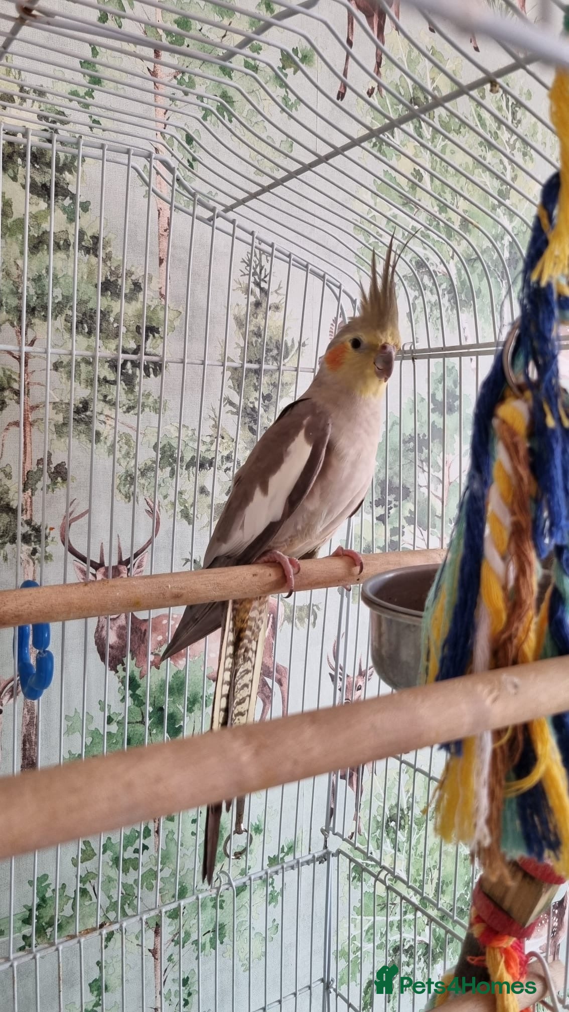 Cockatiels birds Female cockatiel Elsa needs a new home - Advert 1