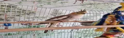 Cockatiels birds for sale: Female cockatiel Elsa needs a new home in Broadstairs - Advert 1