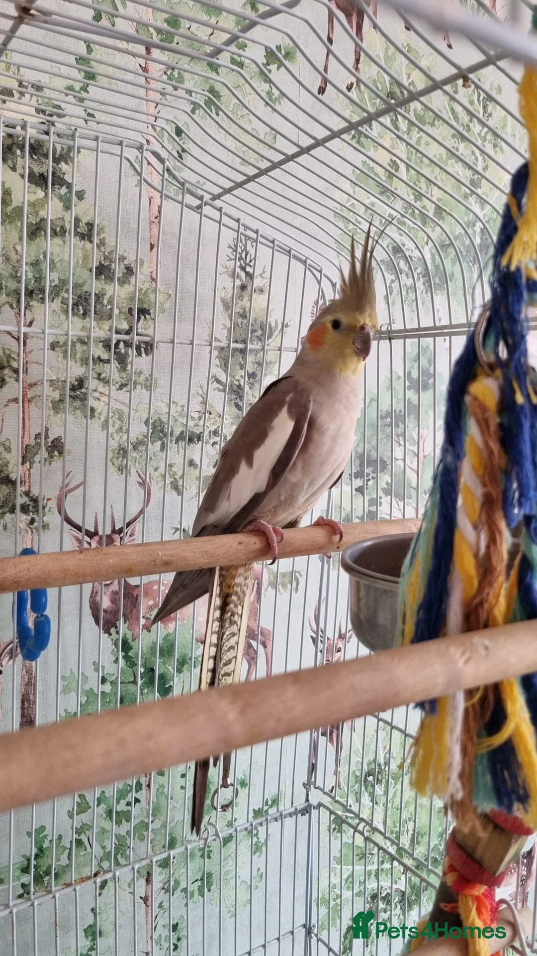 Cockatiels birds for sale: Female cockatiel Elsa needs a new home in Broadstairs - Advert 1