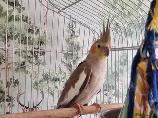 Cockatiels birds Female cockatiel Elsa needs a new home - Advert 1