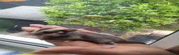 Sugar Glider rodents for sale: Stunning sugar gliders  - Advert 9