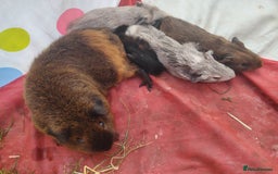 Guinea Pig rodents for sale: Baby boy pigs - Image 10