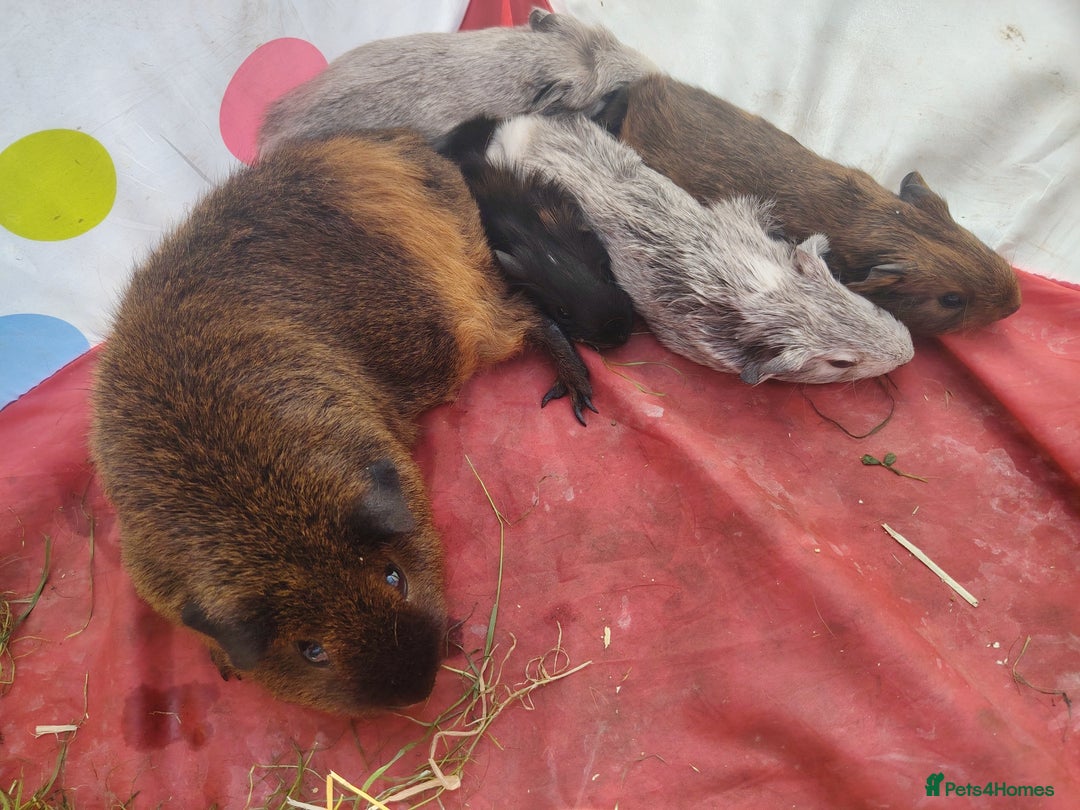 Guinea Pig rodents for sale: Baby boy pigs - Image 10