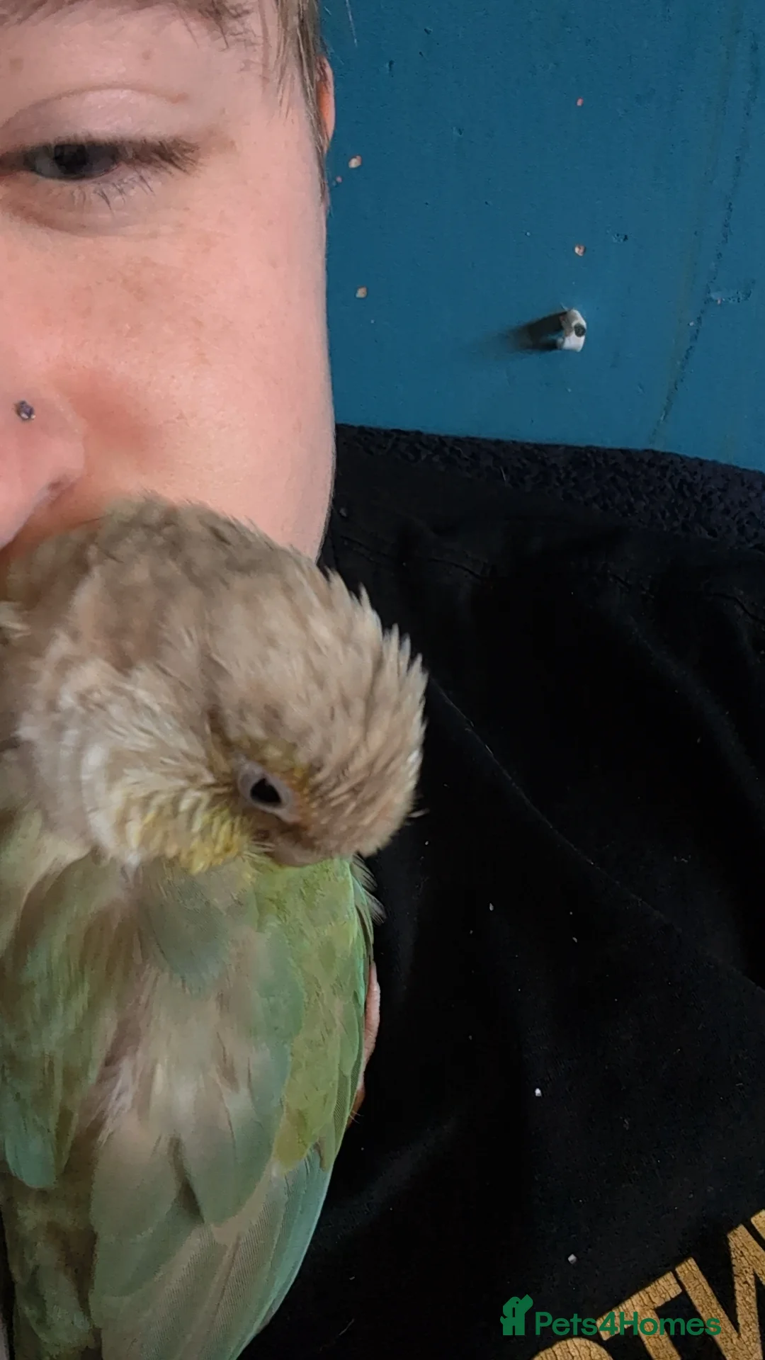 Conures birds for sale: Loki the conure  - Advert 3