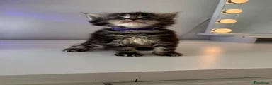 Maine Coon 4