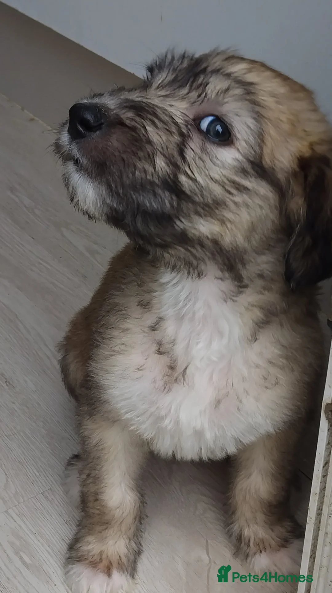 Lurcher dogs for sale: Beautiful Lurcher pups - Advert 2