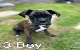 Boxer dogs for sale: Boxer pups ready to leave - Image 5
