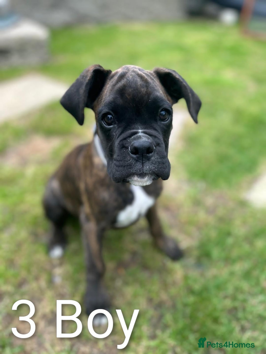Boxer dogs for sale: Boxer pups ready to leave - Image 5